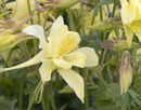 AQUILEGIA - KIRIGAMI YELLOW