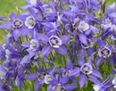 AQUILEGIA - KIRIGAMI DEEP BLUE/WHITE