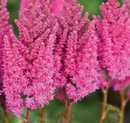 ASTILBE - YOU AND ME ALWAYS