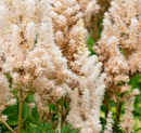 ASTILBE - YOU AND ME TOGETHER