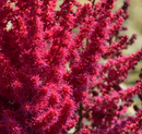 ASTILBE - CARDINAL