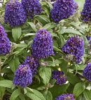 BUDDLEIA - ROCK STAR