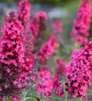 BUDDLEIA - BUZZ MAGENTA