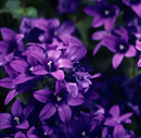 CAMPANULA - SUPERBA