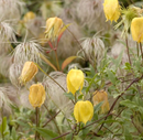 CLEMATIS - TANGUTICA