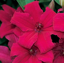 CLEMATIS - CARDINAL WYSZYNSKI