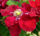 CLEMATIS - CHARMAINE