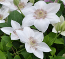 CLEMATIS - CORRINE