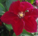 CLEMATIS - ROSEMOOR