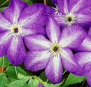 CLEMATIS - VENOSA VIOLACEA