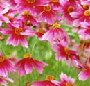 COREOPSIS - HEAVENS GATE