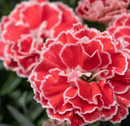 DIANTHUS - CRUSH ORANGE