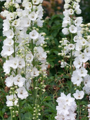 DELPHINIUM - GUARDIAN WHITE