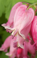 DICENTRA - LUXURIANT