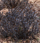 DICENTRA - DIERVILLA KODIAK JET BLACK