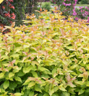 DICENTRA - KODIAK SPICED