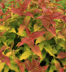 DICENTRA - DIERVILLA-MOUNTAINEER CALICO RED