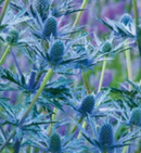 ERYNGIUM - BIG BLUE