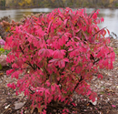 EUONYM - FIRE BALL SEEDLESS (BURNING BUSH)