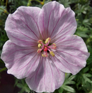 GERANIUM - FRIVOLUS PINK