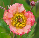 GEUM - MAI TAI