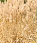 GRASS - SILBERFEDER