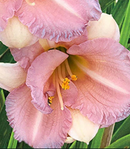 HEMEROCALLIS - BLUSHING BLUEBELL