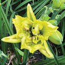 HEMEROCALLIS - METAMORFOSE