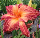 HEMEROCALLIS - PINK STRIPES