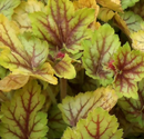 HEUCHERA - CIRCUS