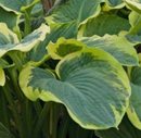 HOSTA - AMERICAN HALO