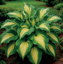 HOSTA - BATTLE STROKES