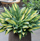 HOSTA - GOLDEN SPEAR