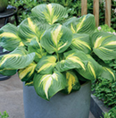 HOSTA - HEAT WAVE MEMORY