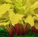 HOSTA - LIPSTICK BLONDE