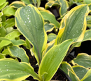 HOSTA - LIPSTICK BLUSH