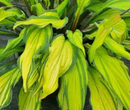 HOSTA - LIPSTICK KISS