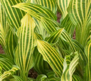 HOSTA - SIBERIAN TIGER
