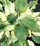 HOSTA - SILVER FEATHER