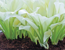 HOSTA - WHITE FEATHER