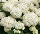 HYDRANGEA - INCREDIBALL STORMPROOF