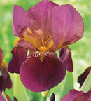 IRIS - SENLAC