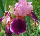 IRIS - WINE AND ROSES
