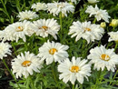 LEUCANTHEMUM - MAKE MY DAISY CRAZY