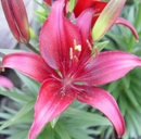 LILIUM ORIENTAL - LILYLOOKS TINY GHOST