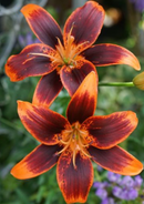 LILIUM ORIENTAL - FOREVER SUSAN