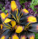 LILIUM ORIENTAL - TINY MASSIVE