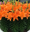 LILIUM ORIENTAL - DOUBLE DUTCH