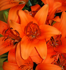 LILIUM ORIENTAL - TINY INVADER