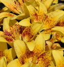 LILIUM ORIENTAL - TINY NUGGET